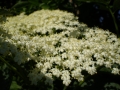 Elderflower