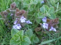 Ground ivy