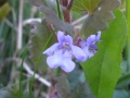 Ground ivy
