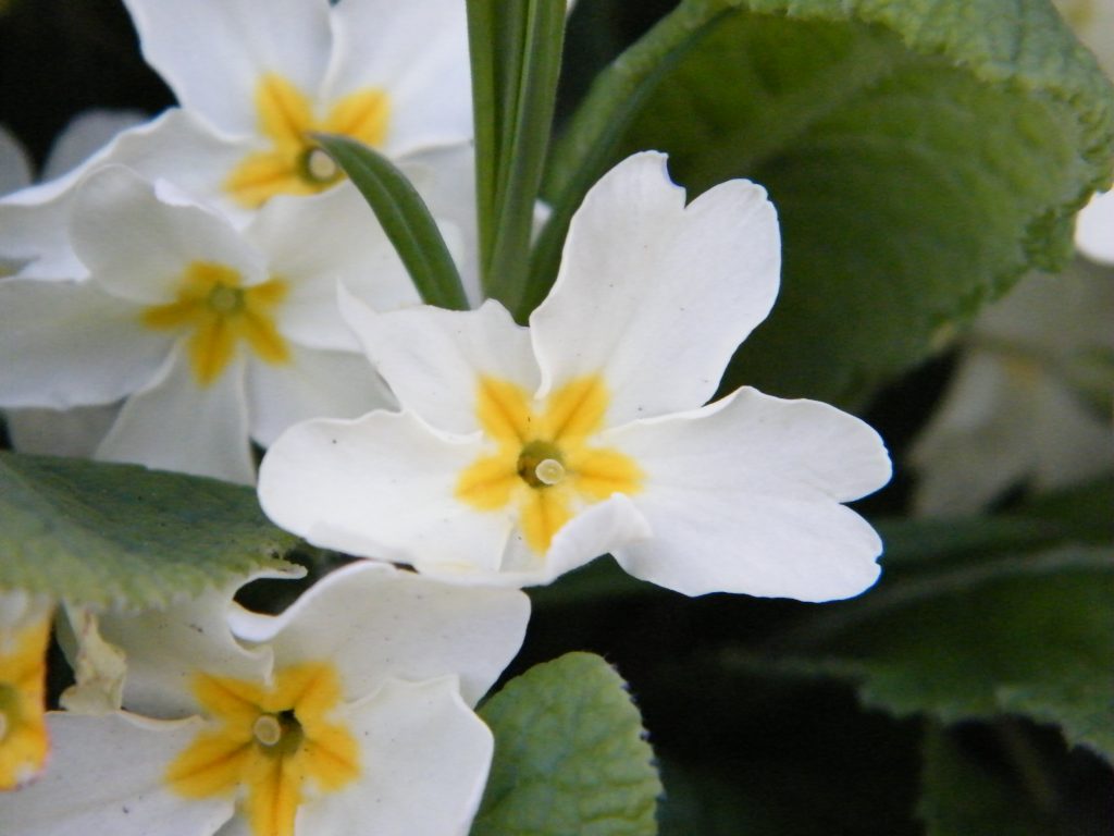 primrose primula vulgaris battle Mar 2014