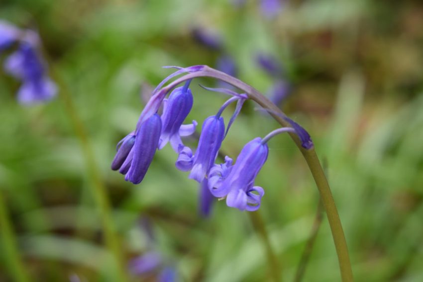 nodding bluebell flower