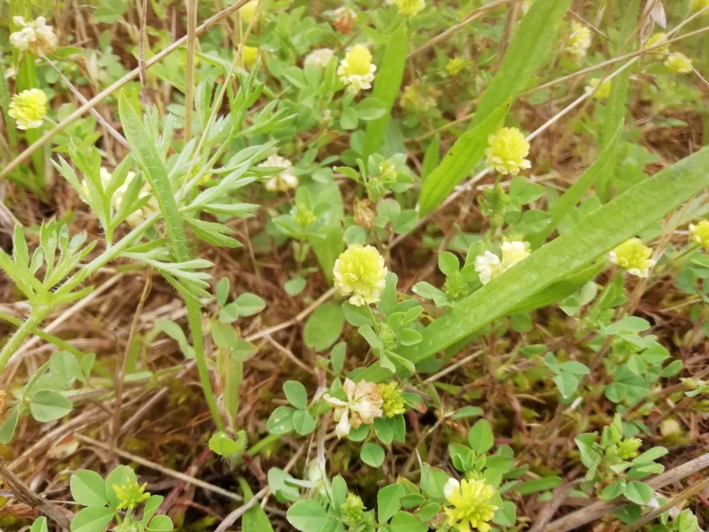 Hop trefoil Trifolium campestre