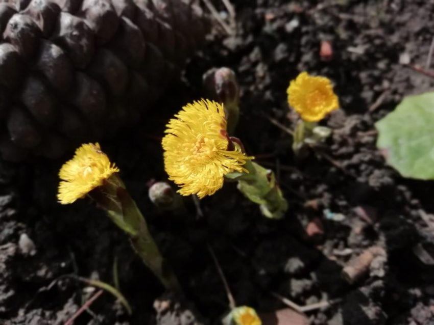 coltsfoot michelham priory physic mar 2020