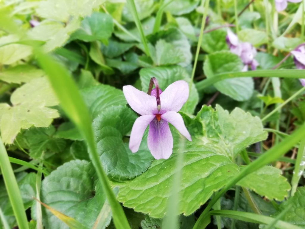 violet alfriston rd seaford mar 2020