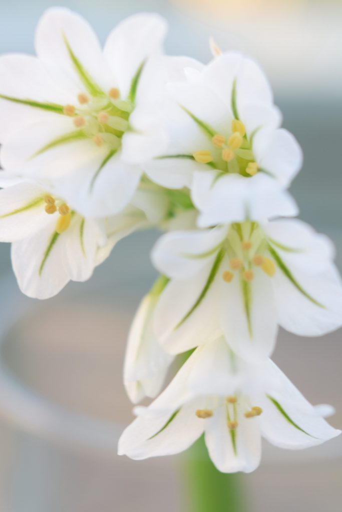 three cornered garlic flowers