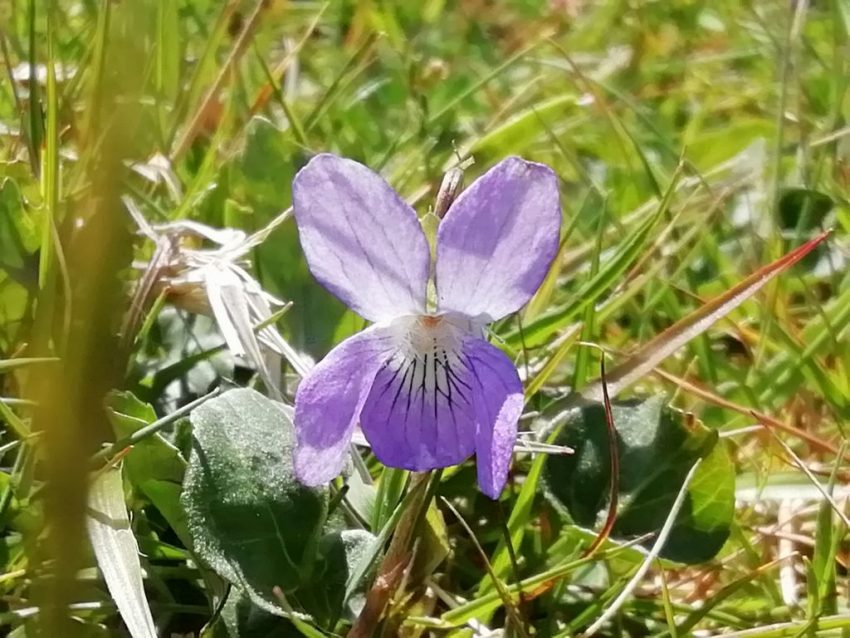 common dog-violet flower viola riviniana seaford head may 2020