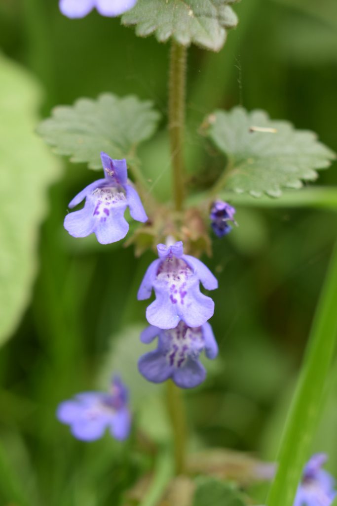 ground ivy lush glechoma hederacea seaford head may 2020