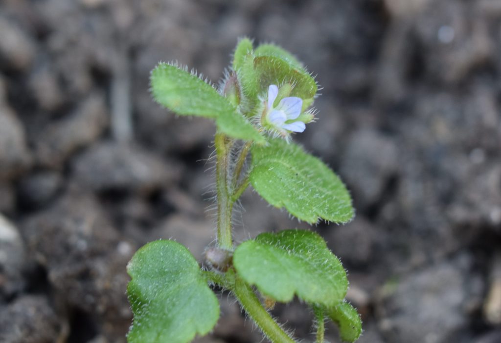ivy-leaved speedwell veronica hederifolia seaford apr 2020