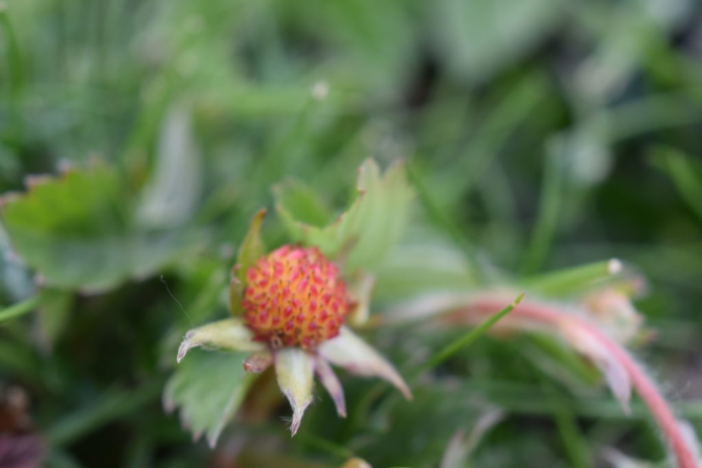 wild strawberry fruit fragaria vesca seaford head may 2020