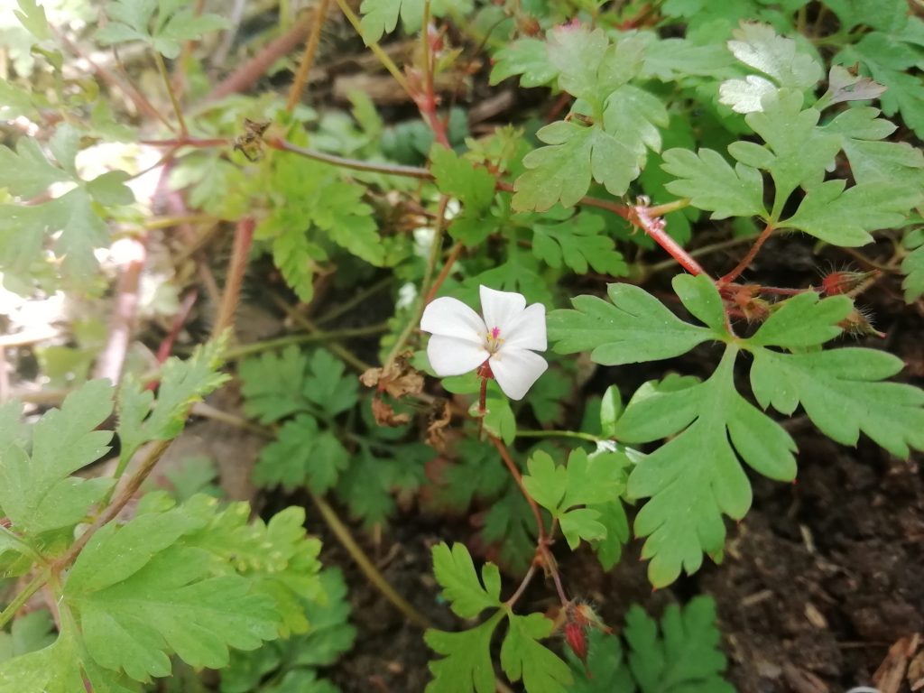 White herb robert geranium robertianum seaford garden apr 2020