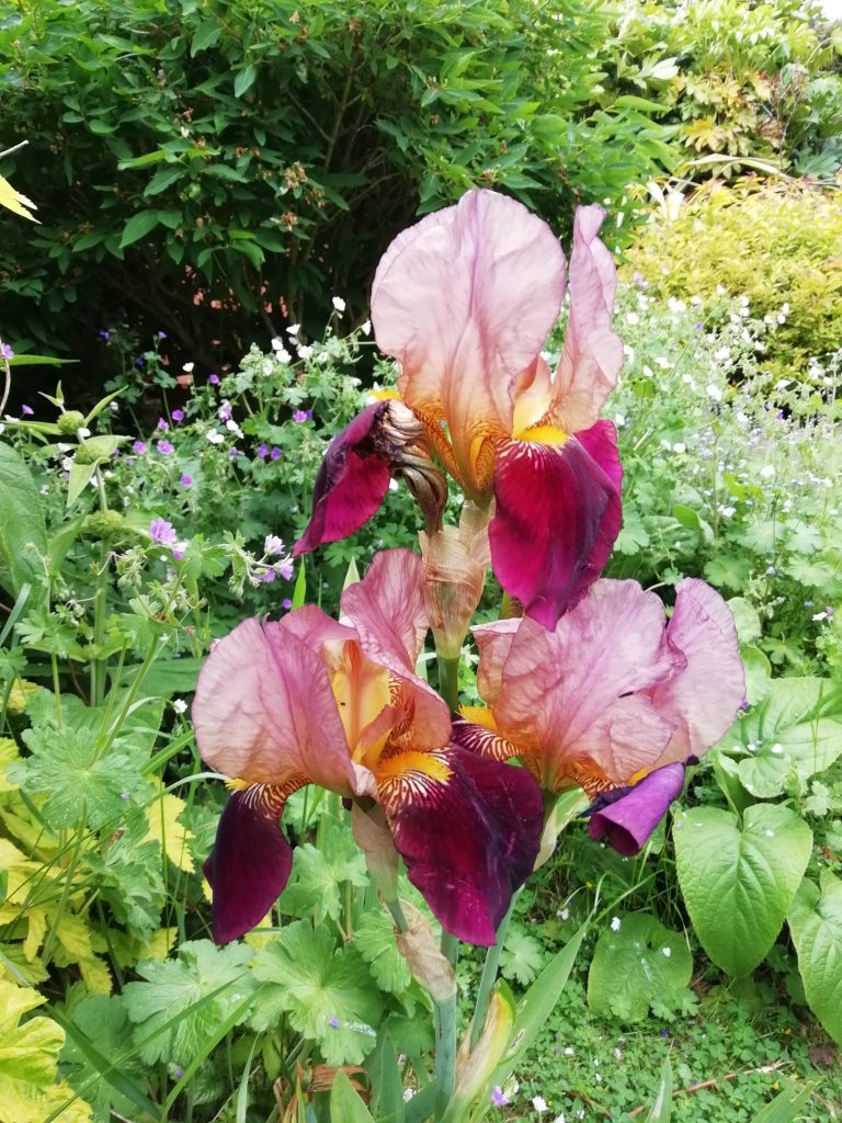 bearded iris germanica seaford garden may 2018