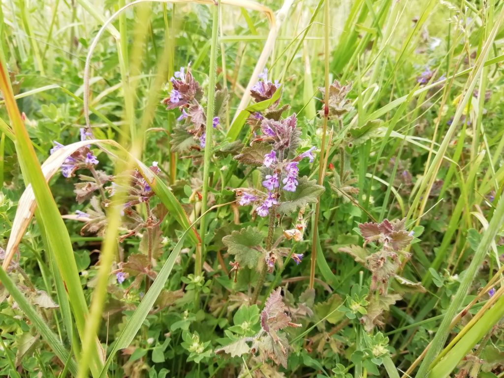 ground ivy glechoma hederacea last meadow seaford jun 2020