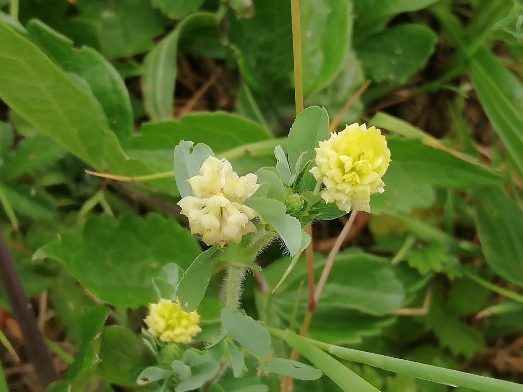 hop trefoil trifolium campestre last meadow seaford jun 2020