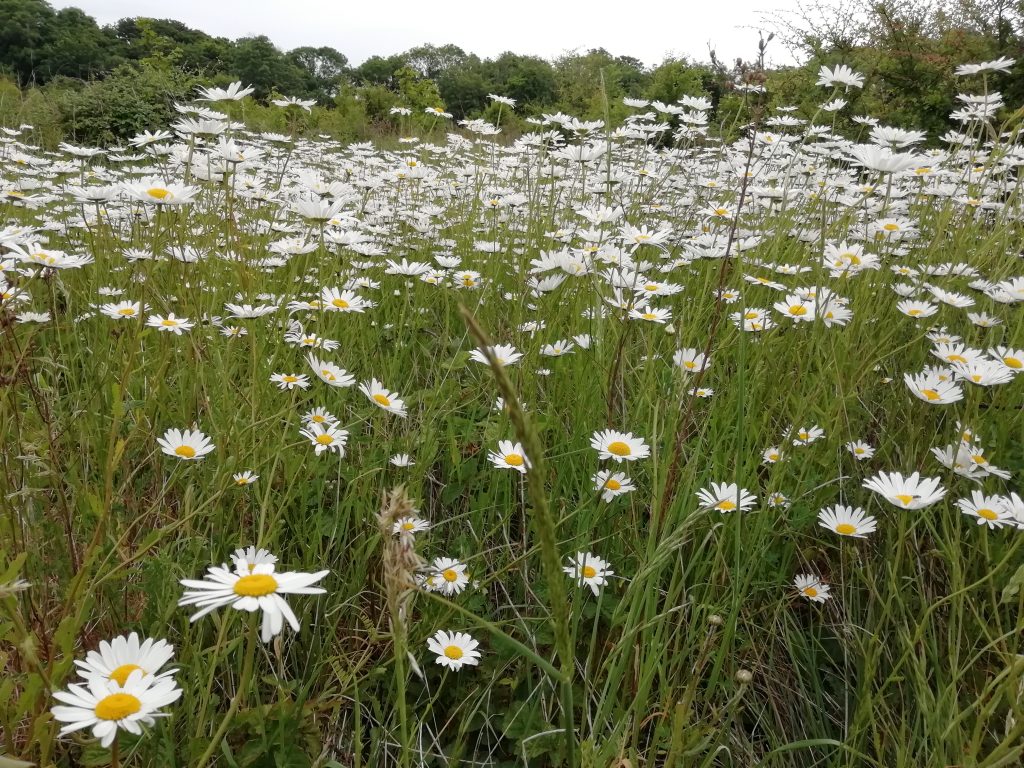 oxeye daisy leucanthemum vulgare last meadow seaford jun 2020