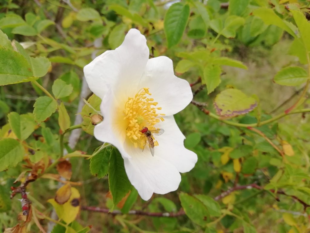 rose rosa hoverfly last meadow seaford jun 2020