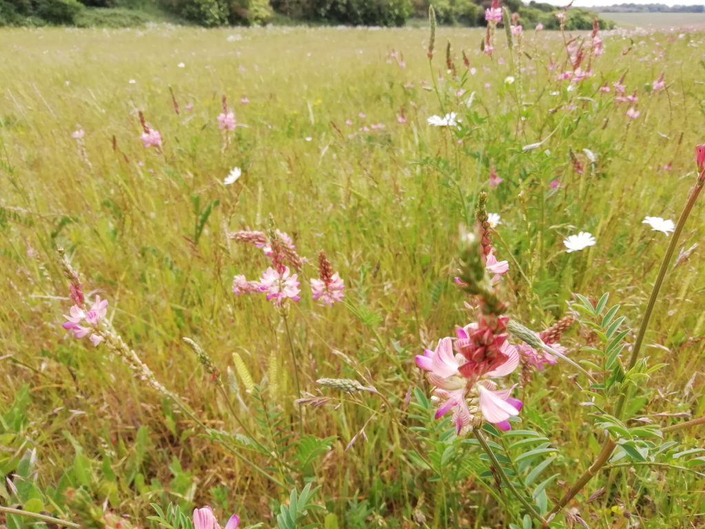 sainfoin meadow Onobrychis viciifolia seaford jun 2020