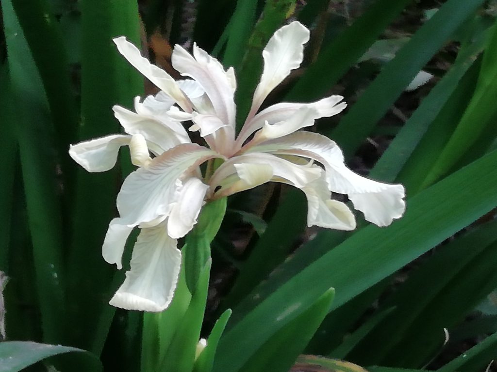 stinking iris foetidissima last wood seaford jun 2020