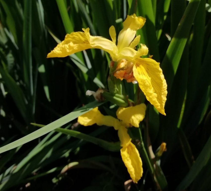 yellow flag iris Iris pseudacorus bishopstone may 2020