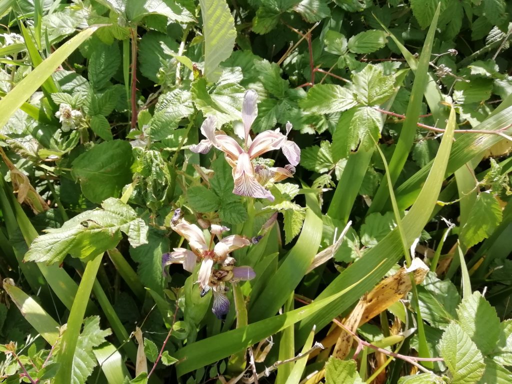 stinking iris foetidissima seaford head jun 2020
