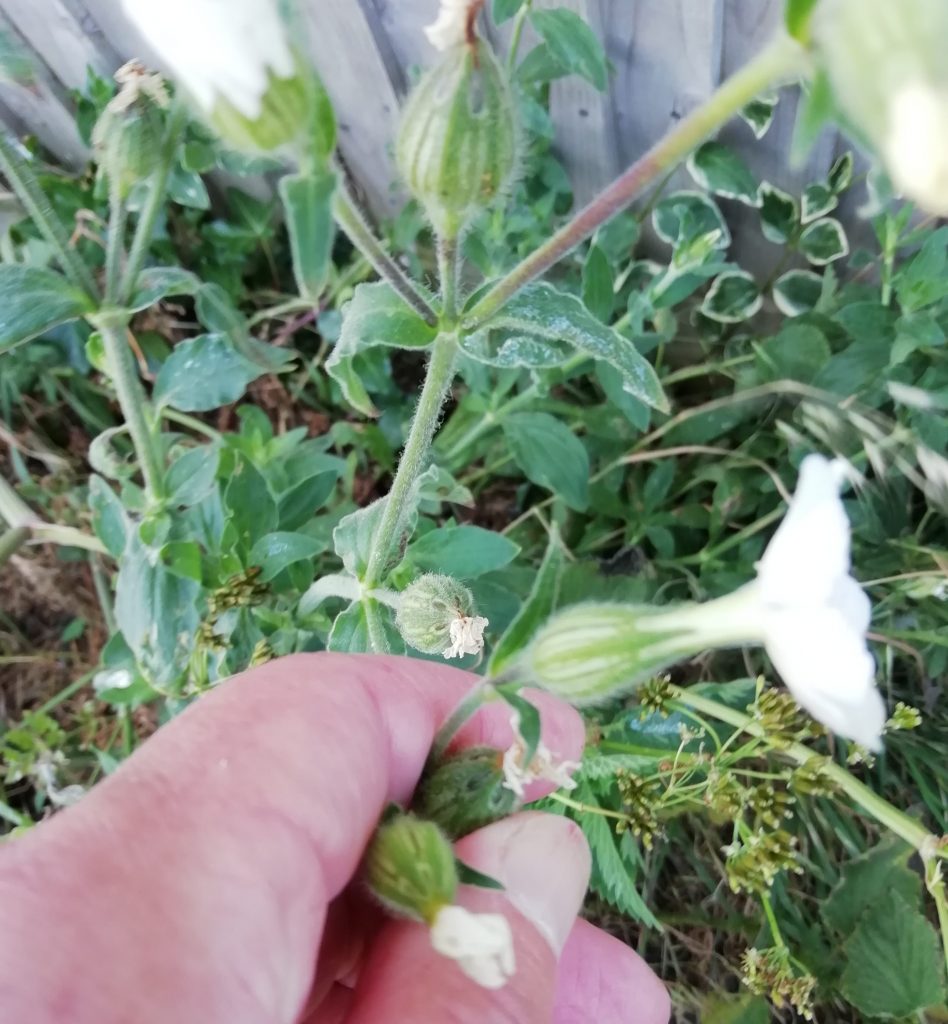 white campion silene latifolia seaford head jun 2020