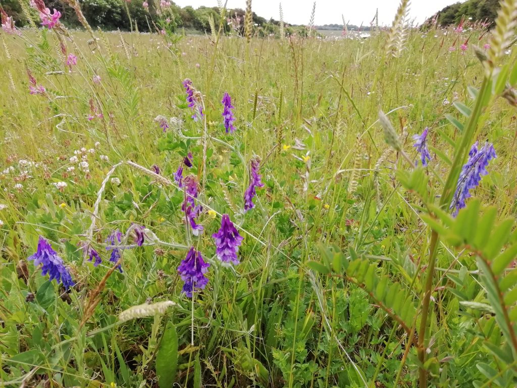 wildflower meadow vetch seaford sussex jun 2020