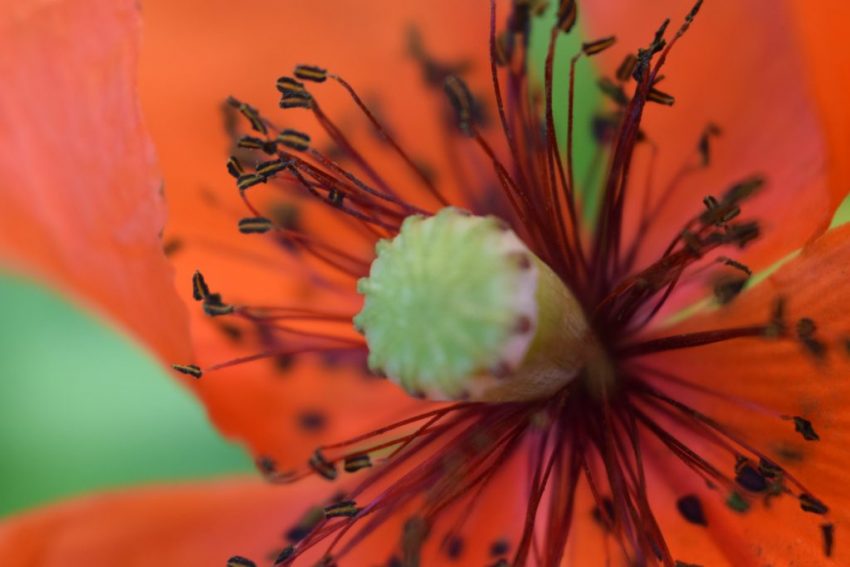 common poppy papaver rhoeas seaford garden june 2020