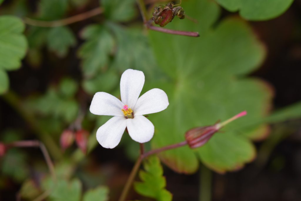 white herb robert geranium robertianium seaford garden june 2020