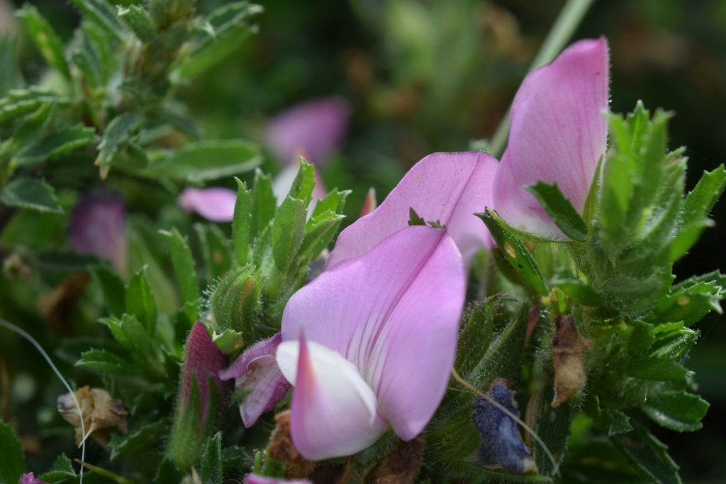 spiny restharrow ononis spinosa herne bay downs july 2020