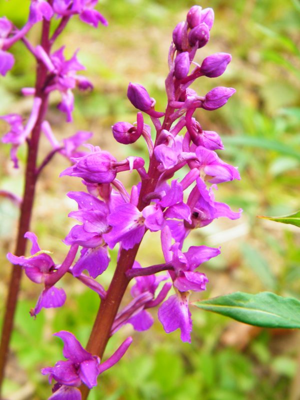early purple Orchid orchis mascula hedgerow ashburnham may 2010