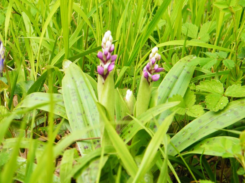 early purple Orchid orchis mascula ashburnham may 2010