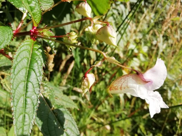 indian balsam impatiens glandulifera marden kent july 2020