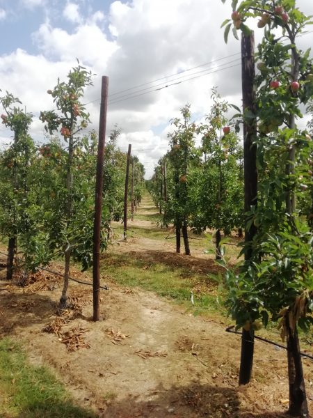 orchard marden kent july 2020