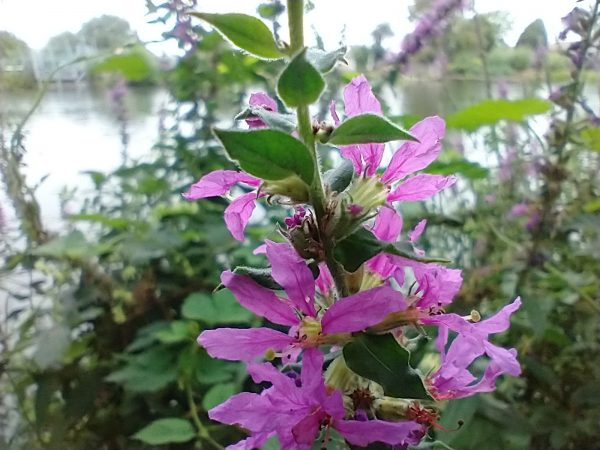 purple loosestrife flower lythrum salicaria chertsey aug 2020