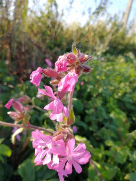 red campion silene dioica thurlestone hedgerow sept 2020