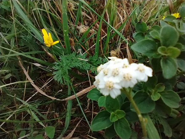 yarrow achillea millefolium last meadow seaford sept 2020