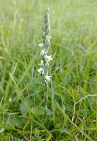 Autumn Lady's Tresses orchid Spiranthes spiralis Seaford Head Aug 2021