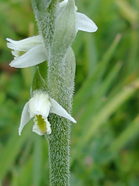 Autumn Lady's Tresses orchid detail Spiranthes spiralis Seaford Head Aug 2021