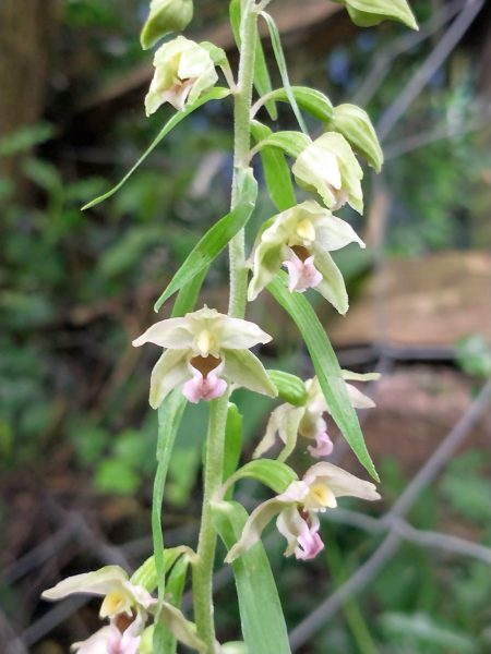 Broad-leaved Helleborine orchid Epipactis helleborine Pett Aug 2021