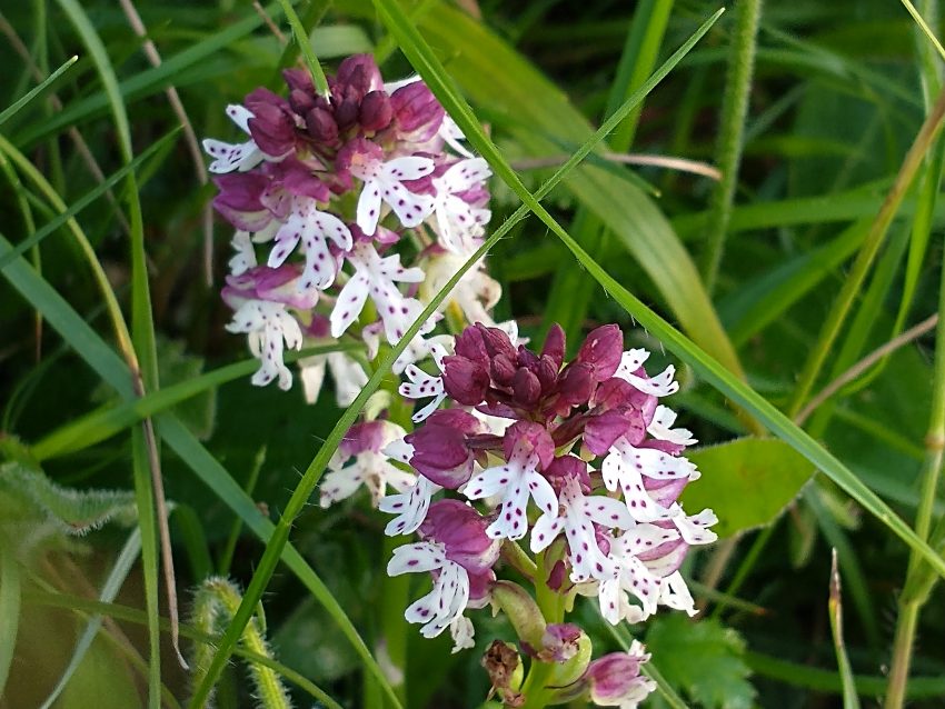 Burnt orchid detail Orchis ustulata Cradle Valley Seaford Jul 2021