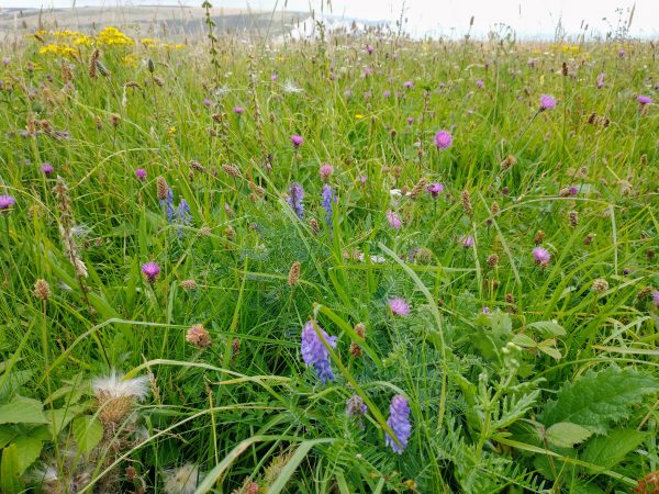 Chalk grassland natural wildflower meadow Seven Sisters Seaford Aug 2021