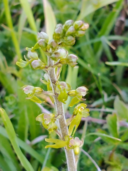 Common Twayblade orchid Listera ovata Seaford Head June 2021