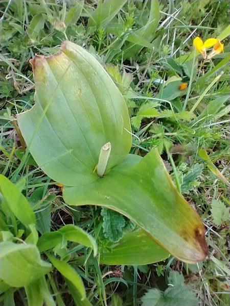 Common Twayblade orchid leaves Listera ovata Seaford Head June 2021