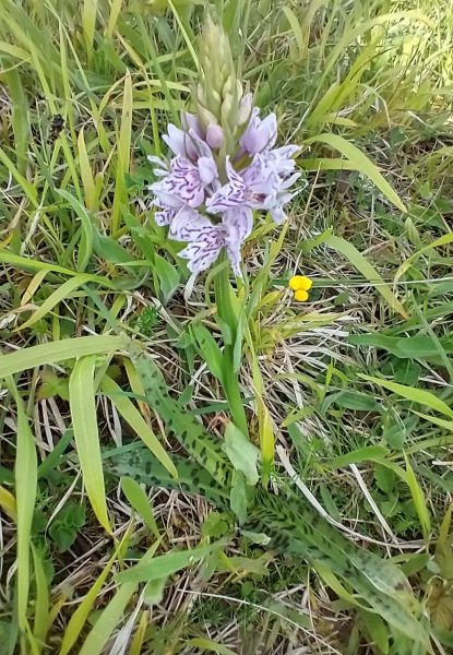Common spotted orchid Dactylorhiza fuchsii Seaford Head June 2021