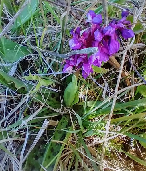 Early purple orchid Orchis mascula Seaford Head May 2021