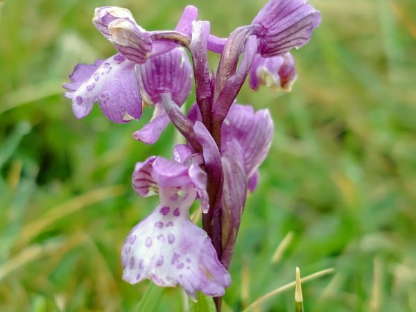Green winged orchid Seaford Head golf course May 2021