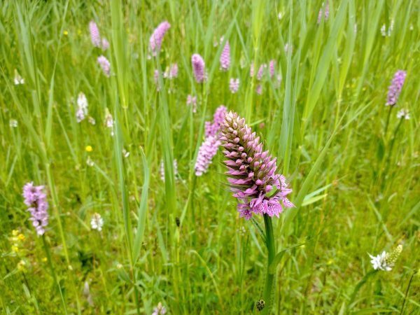 Orchids Kirkby Moor Lincs June 2021
