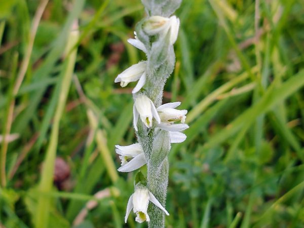 Autumn Lady's Tresses orchid Spiranthes spiralis detail