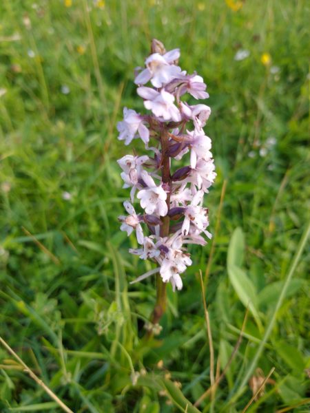 Common fragrant orchid Gymnadenia conopsea cradle valley seaford Jul 2021