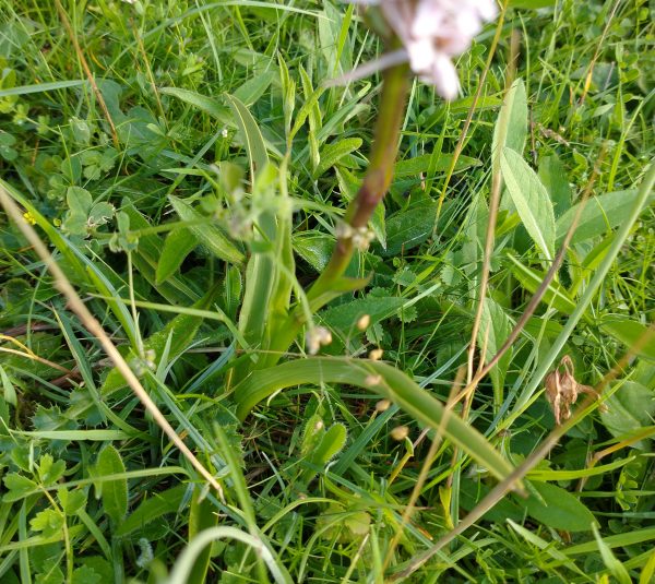 Common fragrant orchid Gymnadenia conopsea leaves cradle valley seaford Jul 2021