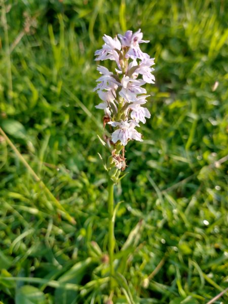 Common spotted orchid Dactylorhiza fuchsii - Cradle Valley Seaford - July 2021